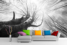 Fototapeta Česká príroda Stromy